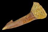 Fossil Sawfish (Onchopristis) Rostral Barb - Morocco #145589-1